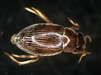 藏品(蚜蟲)的圖片